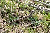 IMG 6108