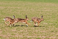 IMG 6133