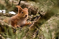 Eich�rnchen